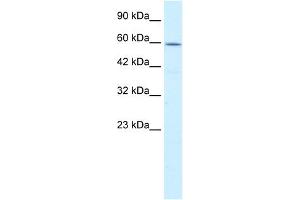 WB Suggested Anti-CCT4 Antibody Titration:  0.