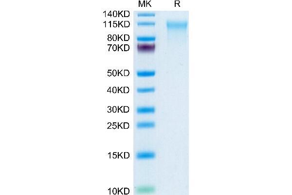 CD164 Protein (CD164) (AA 24-162) (Fc Tag)