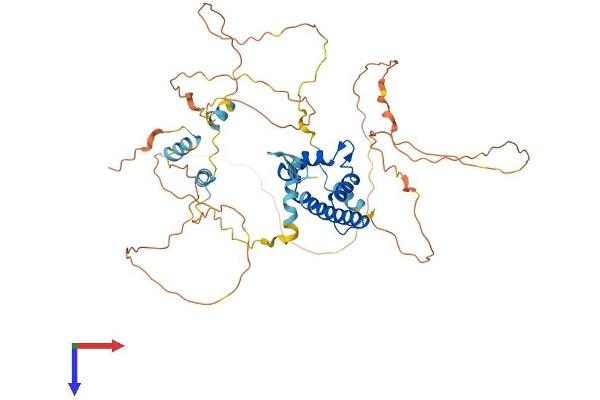 CENPT Protein (AA 1-515) (His tag)