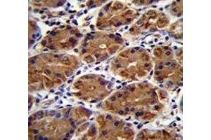 MUC3B antibody immunohistochemistry analysis in formalin fixed and paraffin embedded human stomach tissue. (MUC3B Antikörper  (AA 866-895))