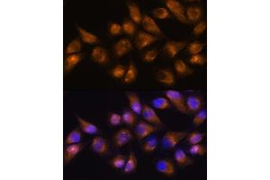 Immunofluorescence (IF) image for anti-Alanyl (Membrane) Aminopeptidase (ANPEP) (AA 668-967) antibody (ABIN6136911)
