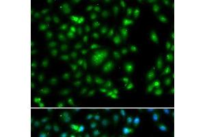 Immunofluorescence analysis of A549 cells using ELF5 Polyclonal Antibody (ELF5 Antikörper)