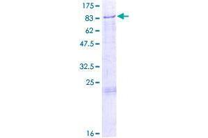 GLCE Protein (AA 1-617) (GST tag)