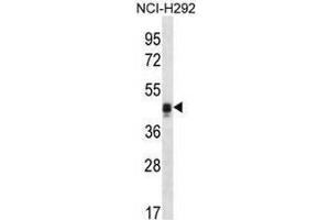 CALU Antibody (C-term) western blot analysis in NCI-H292 cell line lysates (35µg/lane). (CALU Antikörper  (C-Term))