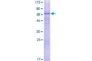 SLC39A8 Protein (AA 1-460) (GST tag)