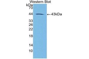 Western Blotting (WB) image for anti-Galanin (GAL) (AA 26-121) antibody (ABIN1862506) (Galanin Antikörper  (AA 26-121))