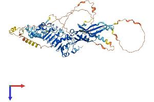 Leucine Rich Repeat Containing 43 (LRRC43) (AA 1-667) protein (His tag)