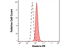 Separation of REH cells stained using anti-human Drebrin (DBN-N-03) PE antibody (10 μL reagent per million cells in 100 μL of cell suspension, red-filled) from REH cells stained using mouse IgG1 isotype control (MOPC-21) PE antibody (concentration in sample 5 μg/mL, same as Drebrin PE concentration, black-dashed) in flow cytometry analysis (intracellular staining) of REH cell suspension. (DBN1 Antikörper  (AA 1-326) (PE))