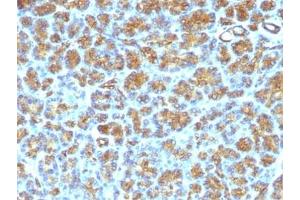 FFPE human pancreas tested with MFG-E8 antibody (SPM291) (MFGE8 Antikörper)