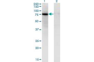 Western Blot analysis of ZNF41 expression in transfected 293T cell line by ZNF41 monoclonal antibody (M08), clone 4E5. (ZNF41 Antikörper  (AA 221-321))