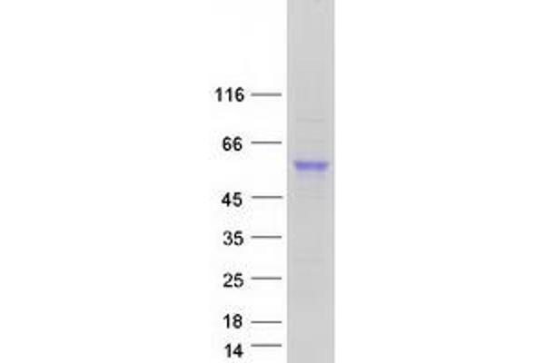 CPVL Protein (Transcript Variant 2) (Myc-DYKDDDDK Tag)