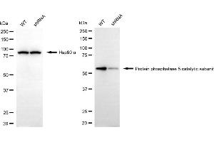 Western blotting analysis using protein phosphatase 5 catalytic subunit antibody (ABIN7800030).