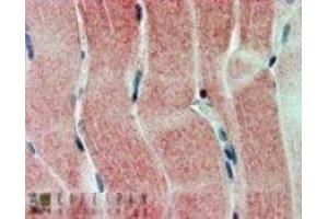 Immunohistochemistry (IHC) image for anti-Sirtuin 4 (SIRT4) (C-Term) antibody (ABIN2466271) (SIRT4 Antikörper  (C-Term))