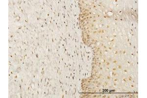 Image no. 1 for anti-FK506 Binding Protein 4, 59kDa (FKBP4) (AA 301-411) antibody (ABIN598689) (FKBP4 Antikörper  (AA 301-411))
