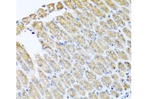 Immunohistochemistry of paraffin-embedded Mouse stomach using GFER Polyclonal Antibody at dilution of 1:100 (40x lens). (GFER Antikörper)