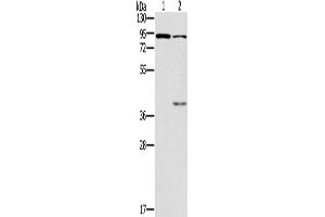 Western Blotting (WB) image for anti-Cyclic Nucleotide Gated Channel alpha 3 (CNGA3) antibody (ABIN2427978) (CNGA3 Antikörper)