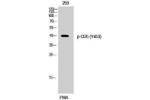 Western Blotting (WB) image for anti-CD5 (CD5) (pTyr453) antibody (ABIN3182432) (CD5 Antikörper  (pTyr453))