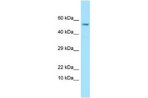 Western Blotting (WB) image for anti-Glypican 4 (GPC4) (C-Term) antibody (ABIN2435872) (GPC4 Antikörper  (C-Term))