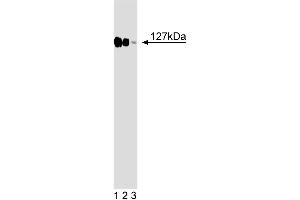 Western blot analysis of DDB1 on a HeLa cell lysate (Human cervical epitheloid carcinoma, ATCC CCL-2.