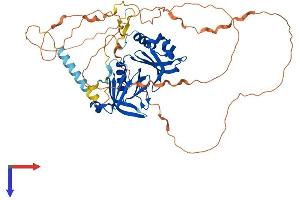 DOK7 Protein (AA 1-504) (His tag)