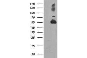 Western Blotting (WB) image for anti-Tubulin, alpha-Like 3 (TUBAL3) (AA 150-446) antibody (ABIN1490956)