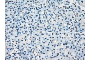 Image no. 8 for anti-P450 (Cytochrome) Oxidoreductase (POR) antibody (ABIN1497744) (POR Antikörper)