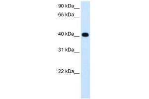 ADH4 antibody used at 1. (ADH4 Antikörper)