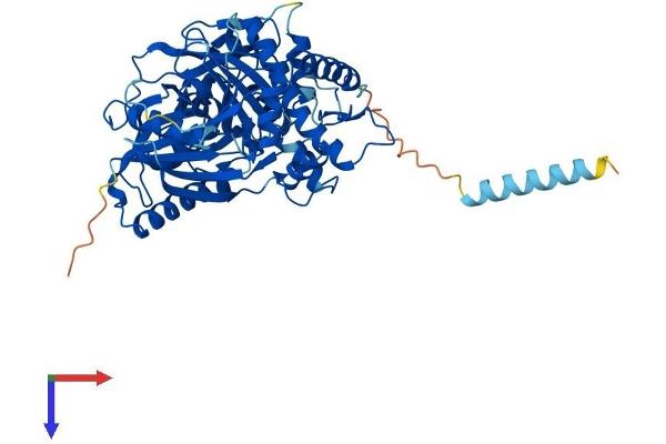 GK2 Protein (AA 1-554) (His tag)