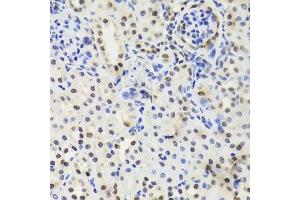 Immunohistochemistry of paraffin-embedded mouse kidney using EFTUD2 Antibody. (EFTUD2 Antikörper  (AA 1-205))