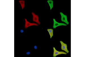 ABIN7096656 and ABIN7100721 staining HepG2 cells by IF/ICC. (CHRND Antikörper)