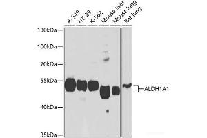 Western blot analysis of extracts of various cell lines using ALDH1A1 Polyclonal Antibody at dilution of 1:1000. (ALDH1A1 Antikörper)
