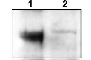Western blot using  affinity purified anti-TrkCT1 to detect endogenous TrkCT1 in mouse cortex lysate (Lane 1). (TRKCT1 (C-Term) Antikörper)