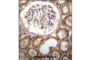 CLEC18A Antibody (C-term) (ABIN656644 and ABIN2845887) immunohistochemistry analysis in formalin fixed and paraffin embedded human kidney tissue followed by peroxidase conjugation of the secondary antibody and DAB staining. (CLEC18A Antikörper  (C-Term))