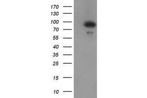 Western Blotting (WB) image for anti-Gephyrin (GPHN) antibody (ABIN1498431) (Gephyrin Antikörper)