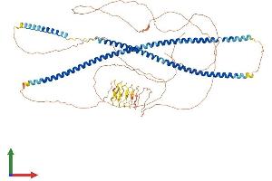 AlphaFold protein structure predicition of Mouse Recombinant Krt9 Protein, UniprotID Q6RHW0