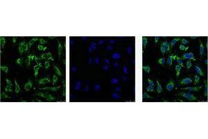 Immunofluorescence (IF) analysis of HeLa with antibody (Left) and DAPI (Right) diluted at 1:100. (EFHD1 Antikörper)