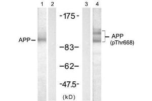 Western blot analysis of extract from mouse brain tissue, using APP (Ab-668) antibody (E021204, Lane 1 and 2) and APP (Phospho-Thr668) antibody (E011190, Lane 3 and 4). (APP Antikörper)