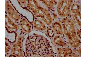 IHC image of ABIN7174204 diluted at 1:600 and staining in paraffin-embedded human kidney tissue performed on a Leica BondTM system. (NAA38 Antikörper  (AA 2-96))