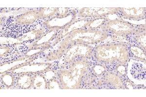 Detection of ANXA5 in Human Kidney Tissue using Monoclonal Antibody to Annexin V (ANXA5) (Annexin V Antikörper  (AA 1-320))