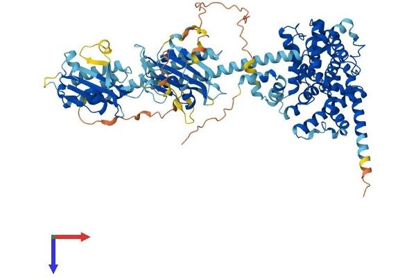 PDE5A Protein (AA 1-865) (His tag)