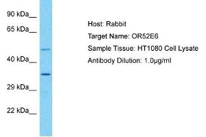 Host: Rabbit Target Name: OR52E6 Sample Type: HT1080 Whole Cell lysates Antibody Dilution: 1. (OR52E6 Antikörper  (C-Term))