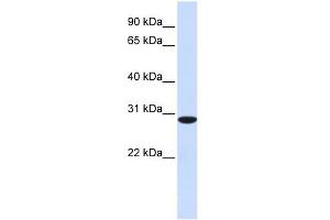RPA4 antibody used at 1 ug/ml to detect target protein.
