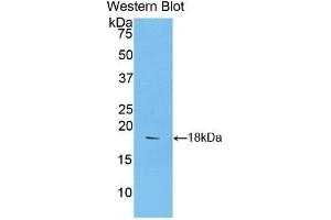 Detection of Recombinant SEMA3A, Rat using Polyclonal Antibody to Semaphorin 3A (SEMA3A) (SEMA3A Antikörper  (AA 31-150))