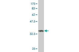 Western Blot detection against Immunogen (37. (KLF11 Antikörper  (AA 404-512))