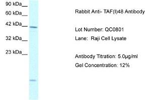 Host: Rabbit Target Name: TAF(I)48 Sample Type: Raji Cell Antibody Dilution: 1. (TAF1A Antikörper  (N-Term))