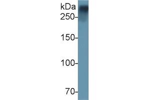 Detection of vWF in Rat Plasma using Polyclonal Antibody to Von Willebrand Factor (vWF) (VWF Antikörper  (AA 269-367))