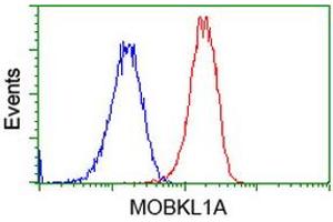 Flow cytometric Analysis of Hela cells, using anti-MOBKL1A antibody (ABIN2453311), (Red), compared to a nonspecific negative control antibody (TA50011), (Blue). (MOBKL1A Antikörper)