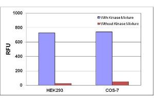DAG Detection of Lipid Extracts. (DAG (Diacylglycerol) Assay Kit)