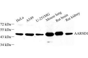 Western blot analysis of AARSD1 (ABIN7072991) at dilution of 1: 500 (AARSD1 Antikörper)