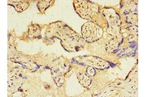 Immunohistochemistry of paraffin-embedded human placenta tissue using ABIN7172979 at dilution of 1:100 (TMED3 Antikörper  (AA 24-180))